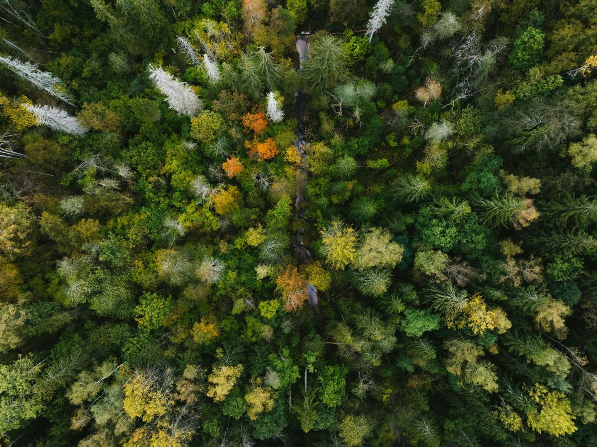 Aerial view of a dense forest with autumn foliage, representing the connected support MOCCA brings together